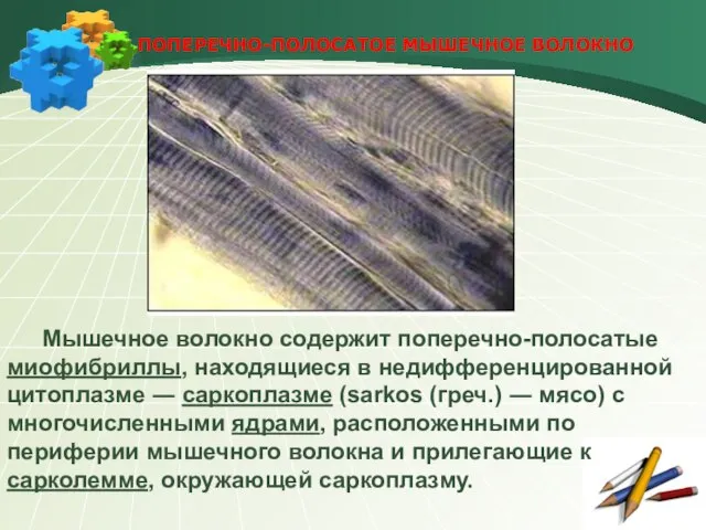 ПОПЕРЕЧНО-ПОЛОСАТОЕ МЫШЕЧНОЕ ВОЛОКНО Мышечное волокно содержит поперечно-полосатые миофибриллы, находящиеся в недифференцированной цитоплазме