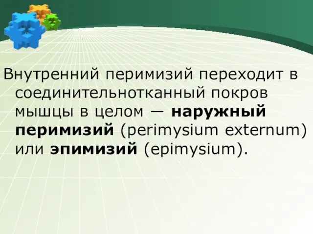 Внутренний перимизий переходит в соединительнотканный покров мышцы в целом ― наружный перимизий