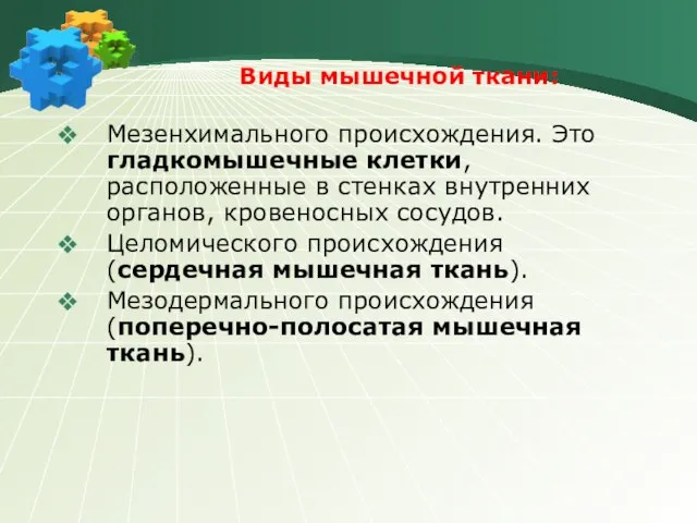 Виды мышечной ткани: Мезенхимального происхождения. Это гладкомышечные клетки, расположенные в стенках внутренних