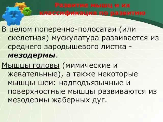 Развитие мышц и их классификация по развитию В целом поперечно-полосатая (или скелетная)