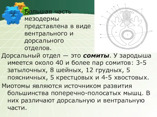 Дорсальный отдел ― это сомиты. У зародыша имеется около 40 и более