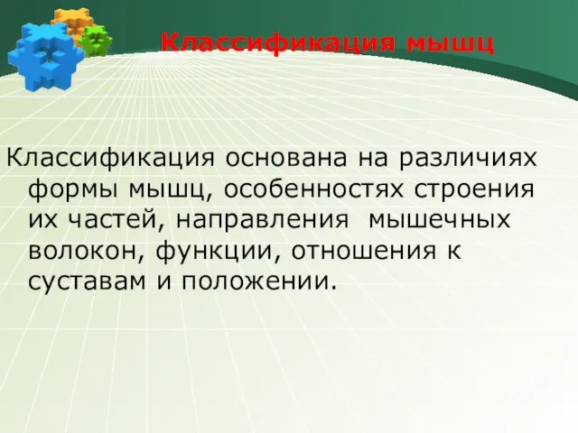 Классификация мышц Классификация основана на различиях формы мышц, особенностях строения их частей,