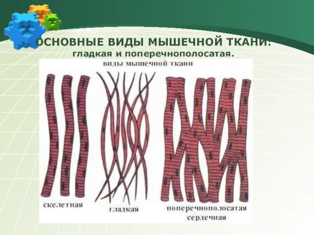 ОСНОВНЫЕ ВИДЫ МЫШЕЧНОЙ ТКАНИ: гладкая и поперечнополосатая.