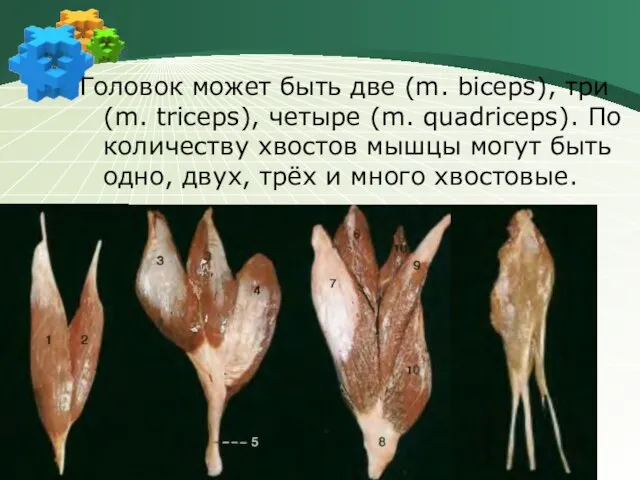 Головок может быть две (m. biceps), три (m. triceps), четыре (m. quadriceps).