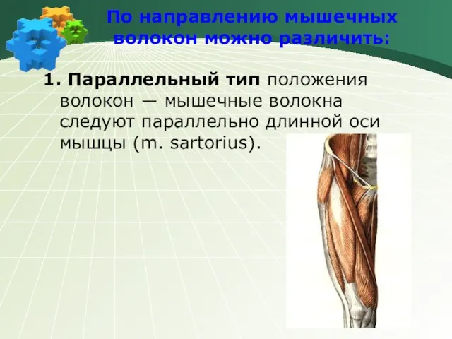 По направлению мышечных волокон можно различить: 1. Параллельный тип положения волокон ―