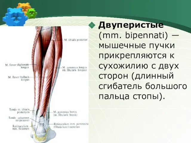 Двуперистые (mm. bipennati) ― мышечные пучки прикрепляются к сухожилию с двух сторон