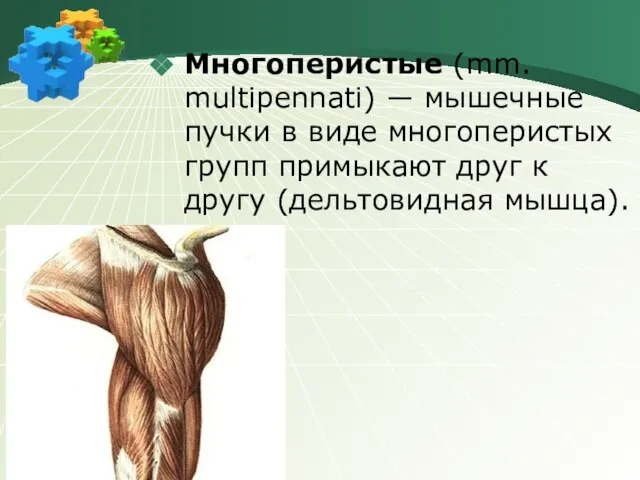 Многоперистые (mm. multipennati) ― мышечные пучки в виде многоперистых групп примыкают друг к другу (дельтовидная мышца).