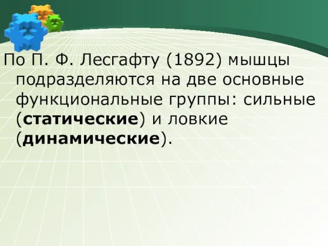 По П. Ф. Лесгафту (1892) мышцы подразделяются на две основные функциональные группы: