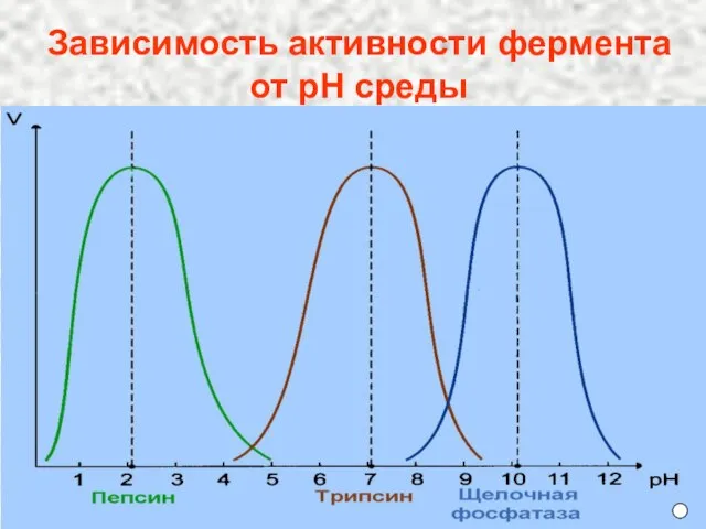 Зависимость активности фермента от рН среды