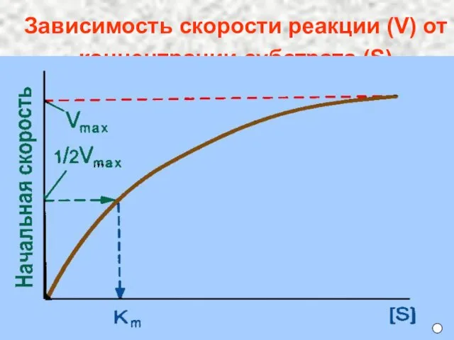 Зависимость скорости реакции (V) от концентрации субстрата (S)