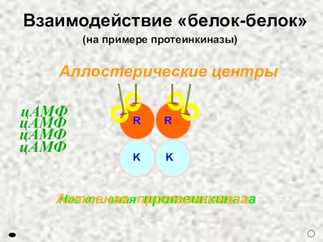 цАМФ цАМФ Неактивная протеинкиназа Аллостерические центры Взаимодействие «белок-белок» (на примере протеинкиназы) Активная