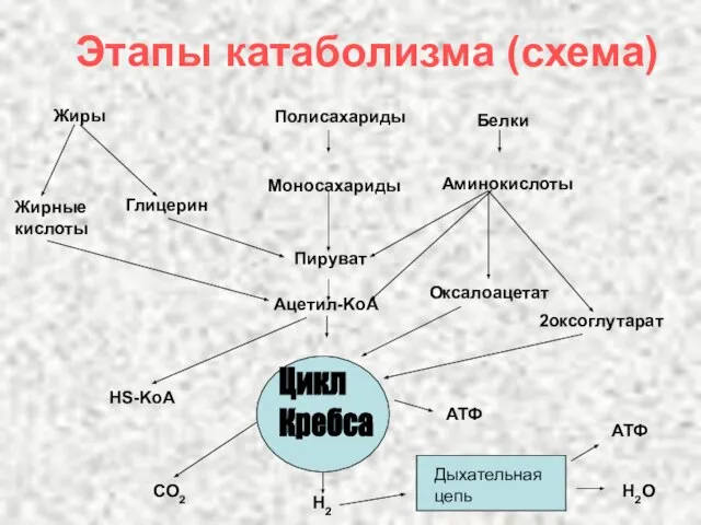 Этапы катаболизма (схема) Цикл Кребса Дыхательная цепь Жирные кислоты Жиры Полисахариды Белки