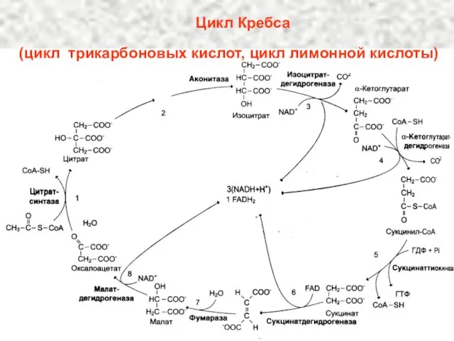 Цикл Кребса (цикл трикарбоновых кислот, цикл лимонной кислоты)