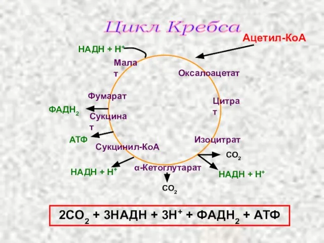 Ацетил-КоА ФАДН2 Оксалоацетат Малат Цитрат Изоцитрат α-Кетоглутарат Сукцинил-КоА Сукцинат Фумарат НАДН +