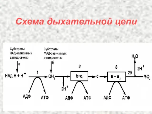 Схема дыхательной цепи