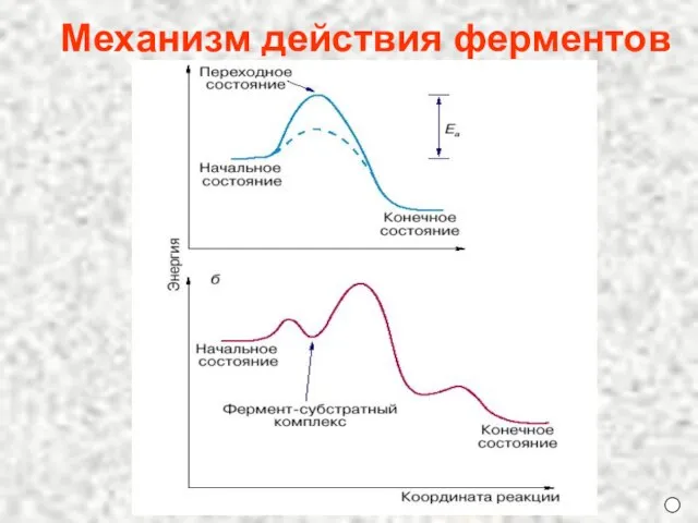 Механизм действия ферментов