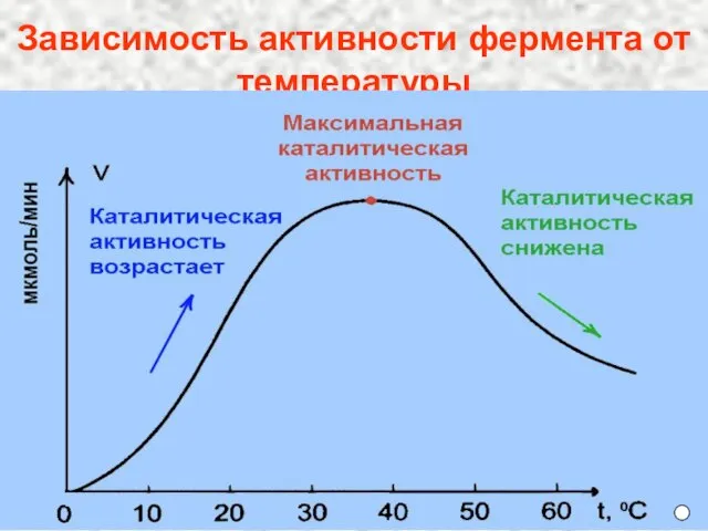 Зависимость активности фермента от температуры