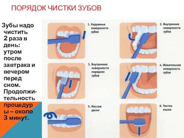 ПОРЯДОК ЧИСТКИ ЗУБОВ Зубы надо чистить 2 раза в день: утром после