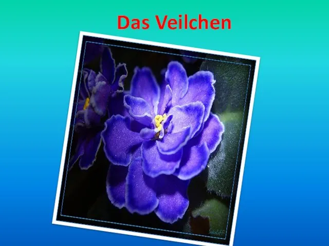 Das Veilchen