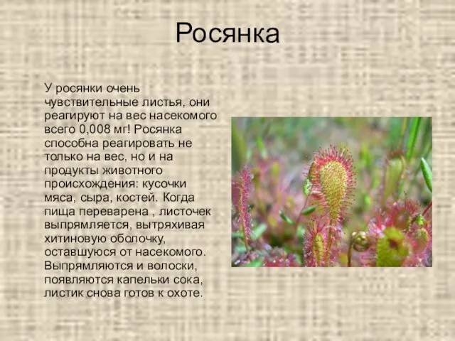 Росянка У росянки очень чувствительные листья, они реагируют на вес насекомого всего