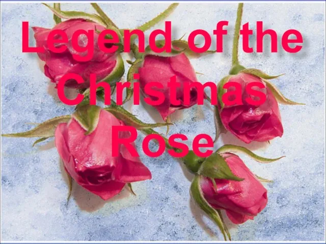 Legend of the Christmas Rose