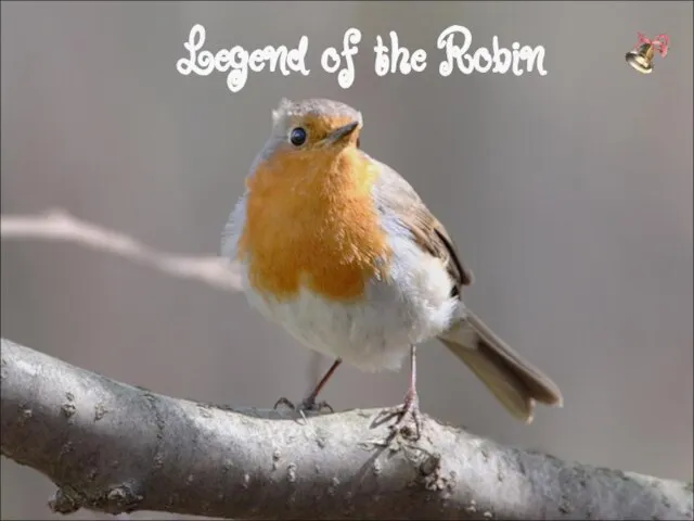 Legend of the Robin