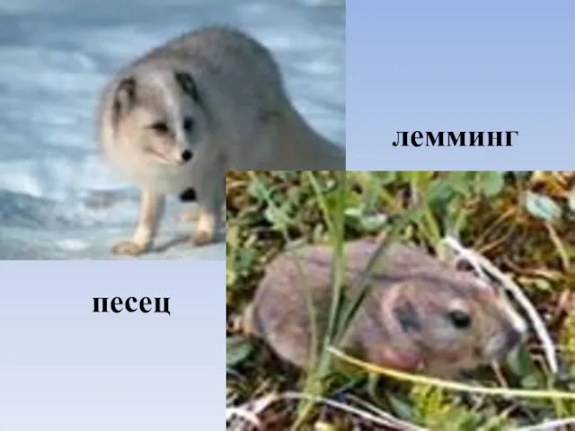 песец лемминг