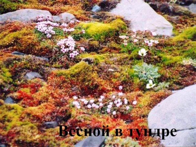 Весной в тундре