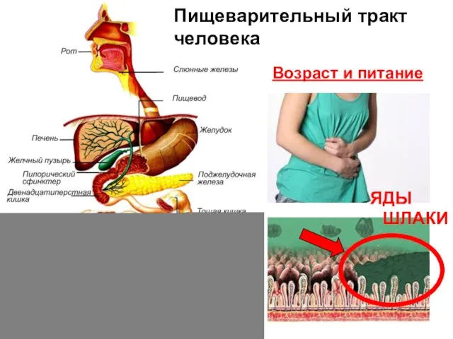 Пищеварительный тракт человека Возраст и питание ЯДЫ ШЛАКИ