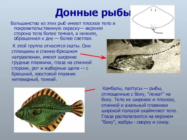 Донные рыбы Большинство из этих рыб имеют плоское тело и покровительственную окраску—