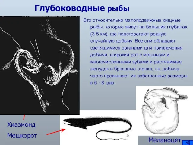 Глубоководные рыбы Это относительно малоподвижные хищные рыбы, которые живут на больших глубинах