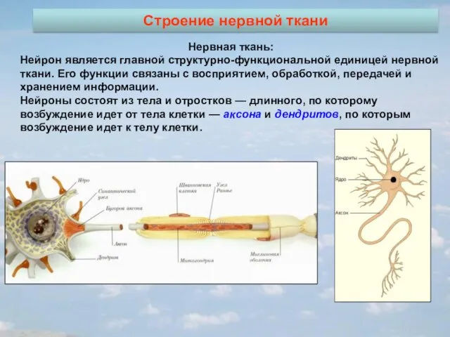 Строение нервной ткани Нервная ткань: Нейрон является главной структурно-функциональной единицей нервной ткани.