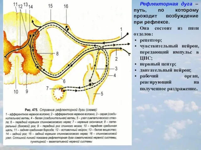 Рефлекторная дуга – путь, по которому проходит возбуждение при рефлексе. Она состоит