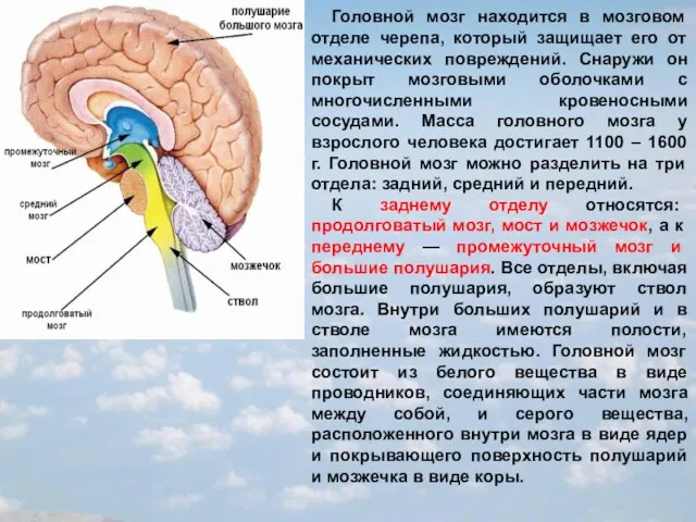 Головной мозг находится в мозговом отделе черепа, который защищает его от механических
