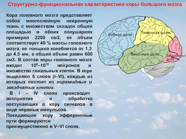 Кора головного мозга представляет собой многослойную нейронную ткань с множеством складок общей