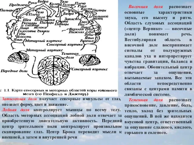 Затылочная доля получает сенсорные импульсы от глаз, опознает форму, цвет и движение.