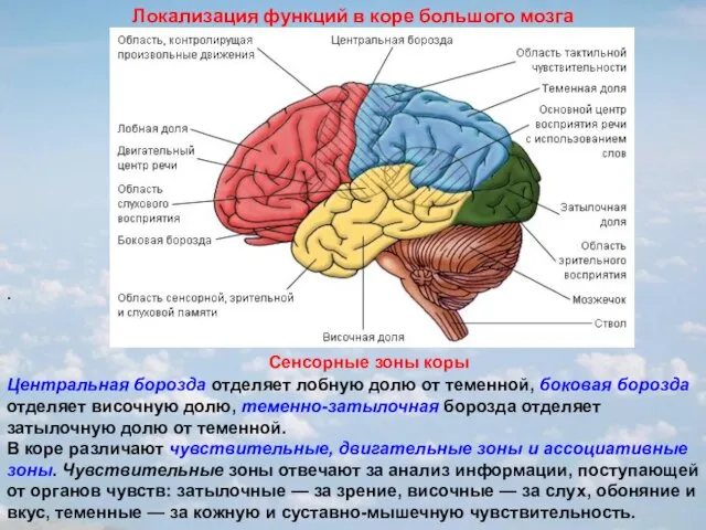 . Локализация функций в коре большого мозга Сенсорные зоны коры Центральная борозда