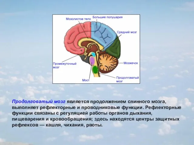 Продолговатый мозг является продолжением спинного мозга, выполняет рефлекторные и проводниковые функции. Рефлекторные