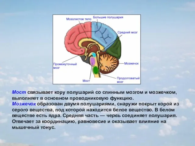 Мост связывает кору полушарий со спинным мозгом и мозжечком, выполняет в основном