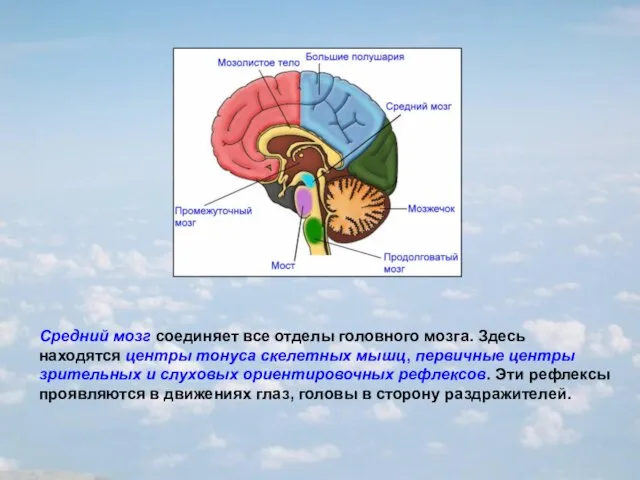 Средний мозг соединяет все отделы головного мозга. Здесь находятся центры тонуса скелетных