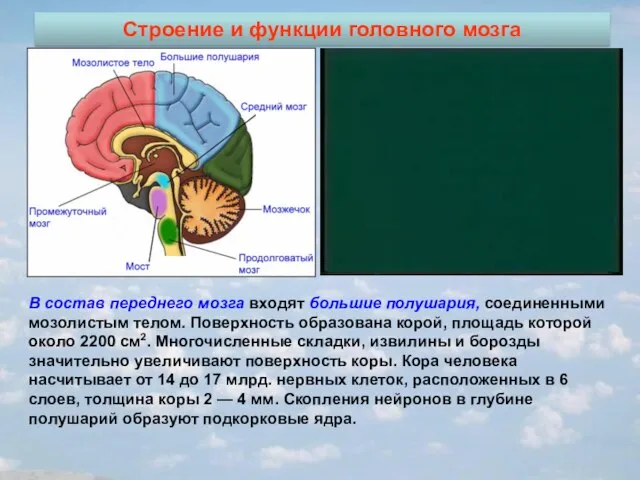 Строение и функции головного мозга В состав переднего мозга входят большие полушария,