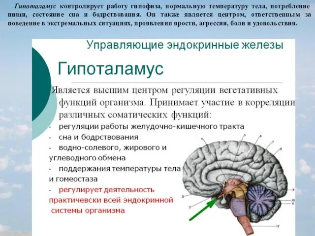 Гипоталамус контролирует работу гипофиза, нормальную температуру тела, потребление пищи, состояние сна и