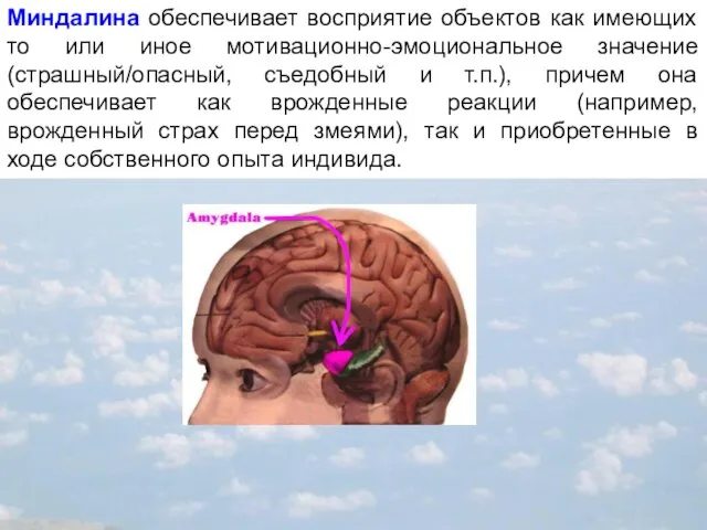 Миндалина обеспечивает восприятие объектов как имеющих то или иное мотивационно-эмоциональное значение (страшный/опасный,