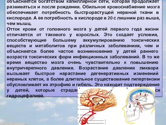 Кровоснабжение мозга у детей лучше, чем у взрослых. Это объясняется богатством капиллярной