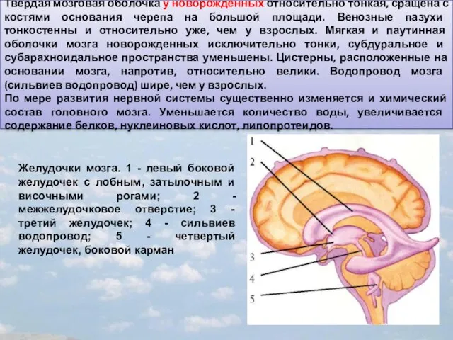 Твердая мозговая оболочка у новорожденных относительно тонкая, сращена с костями основания черепа