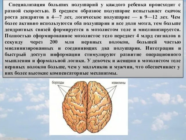 Специализация больших полушарий у каждого ребенка происходит с разной скоростью. В среднем