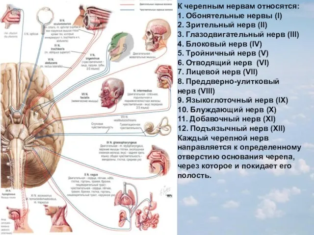 К черепным нервам относятся: 1. Обонятельные нервы (I) 2. Зрительный нерв (II)