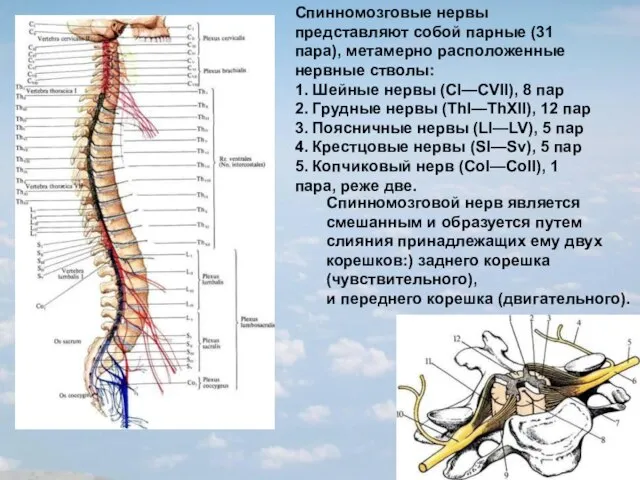 Спинномозговые нервы представляют собой парные (31 пара), метамерно расположенные нервные стволы: 1.