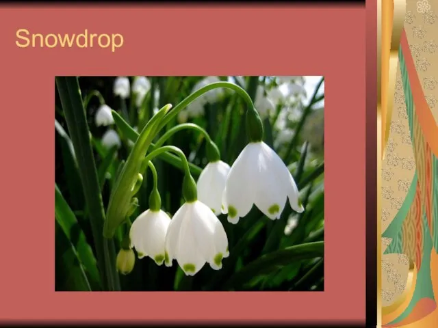 Snowdrop