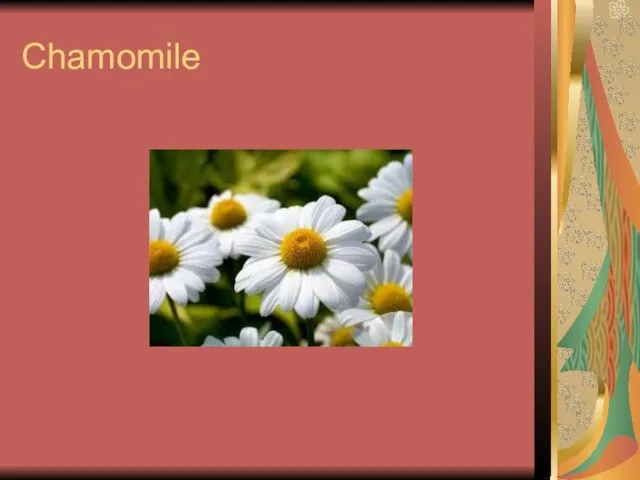 Chamomile